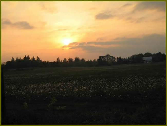 picture of a sunset with a field in the foreground