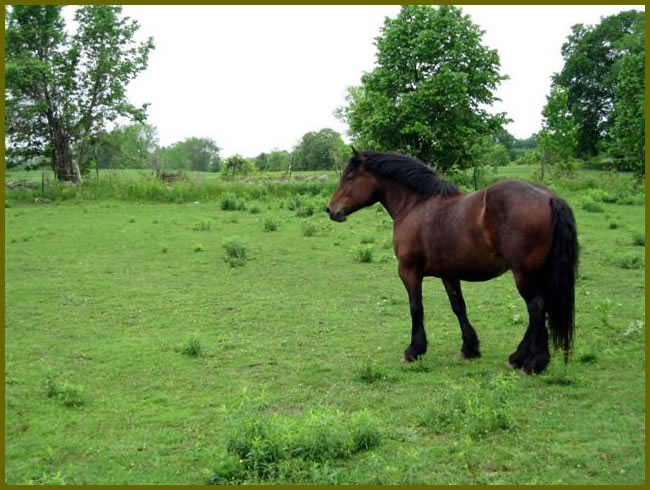 A field covered in grass
