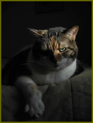 Cat with outstretched paw