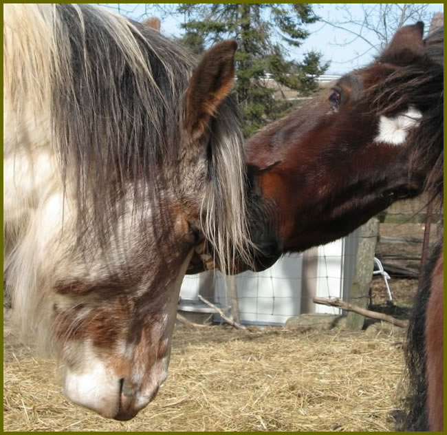 Horses playing in a group