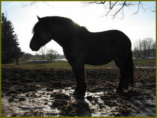 Silhouette of a horse