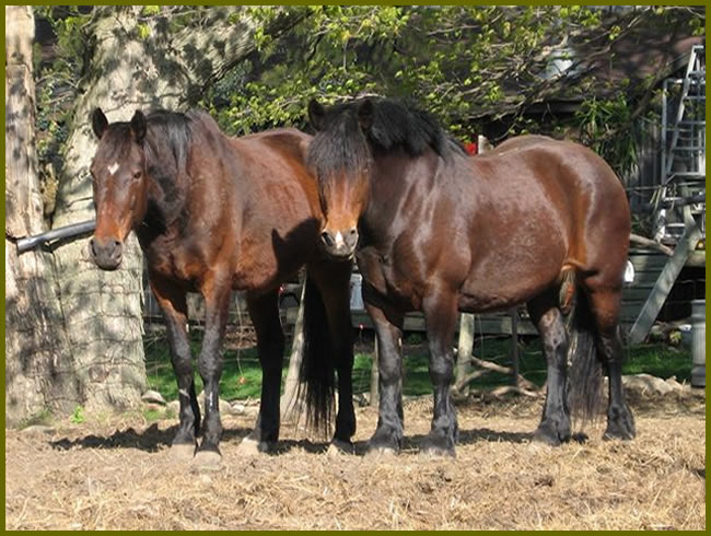 Two horses playing together